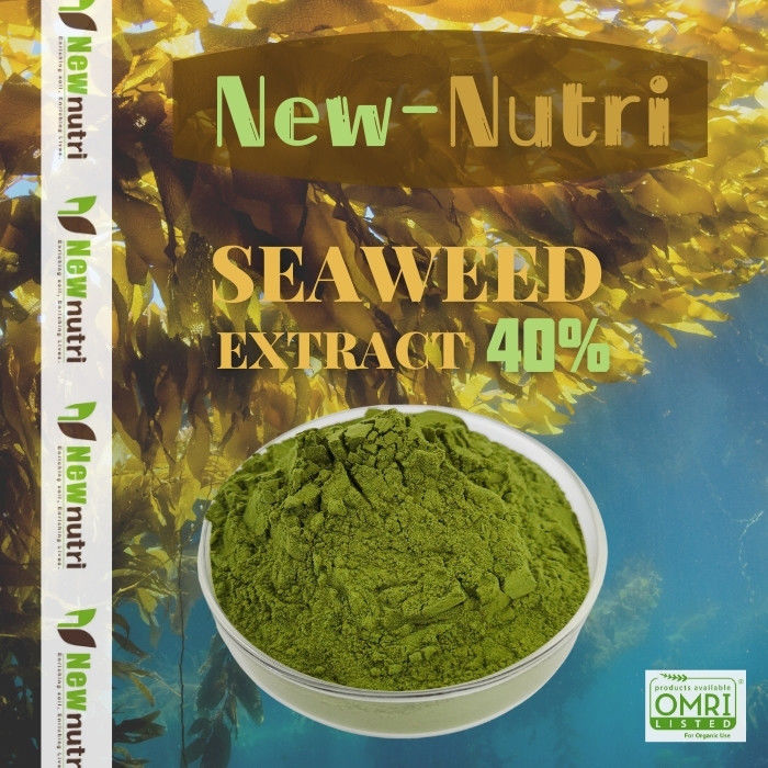 40% Alginate 100 Mesh Soluble Kelp Seaweed Powder